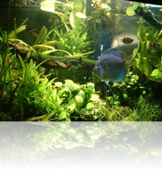 aquarium-2008.jpg