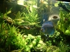 aquarium-2008.jpg